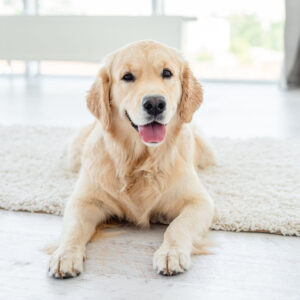 Casa-Pulita-con-Cani-e-Gatti