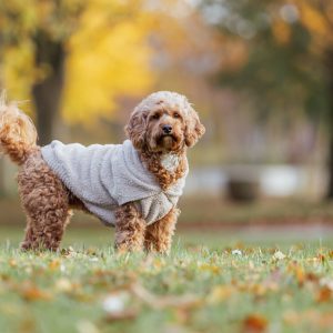 TRIXIE FELPA CON CAPPUCCIO CARSON - immagine 2