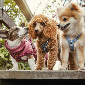 HURTTA PETTORINA RAZZLE DAZZLE Y JEANS 80-100 CM 32-39INCH - immagine 3