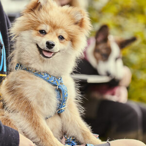 HURTTA PETTORINA RAZZLE DAZZLE Y JEANS 80-100 CM 32-39INCH - immagine 4