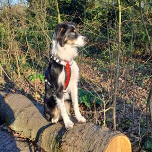 NOBBY Pettorina “Daily Walk Comfort” - immagine 2