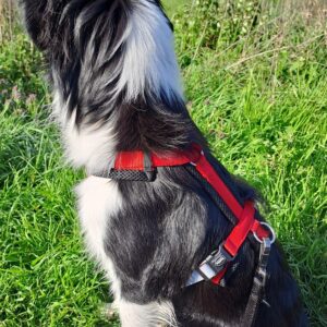 NOBBY Pettorina “Daily Walk Comfort” - immagine 3