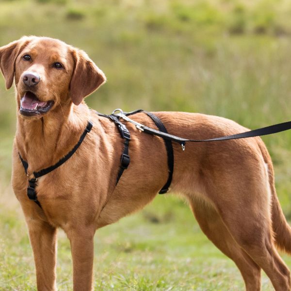 PHO_IMAGE_DOG_Labrador-Lika-Panikgeschirr-Stay-Wiese-2_#SALL_#AWK_#V1