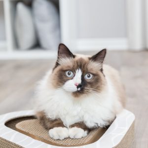 TRIXIE TAVOLETTA IN CARTONE TRIANGOLARE - immagine 4