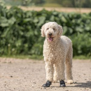 TRIXIE PROTEZIONI PER LE ZAMPE WALKER ACTIVE - immagine 6