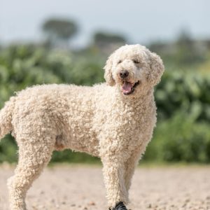 TRIXIE PROTEZIONI PER LE ZAMPE WALKER ACTIVE - immagine 5