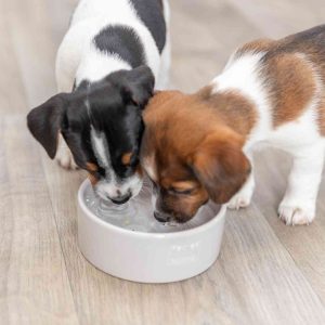 TRIXIE JUNIOR CIOTOLA IN CERAMICA - immagine 11