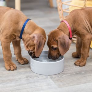 TRIXIE JUNIOR CIOTOLA IN CERAMICA - immagine 10