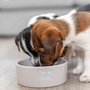 TRIXIE JUNIOR CIOTOLA IN CERAMICA - immagine 12