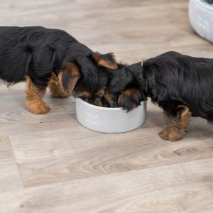 TRIXIE JUNIOR CIOTOLA IN CERAMICA - immagine 14