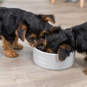 TRIXIE JUNIOR CIOTOLA IN CERAMICA - immagine 15