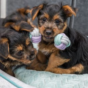 TRIXIE JUNIOR BILANCIERE IN CORDA - immagine 3