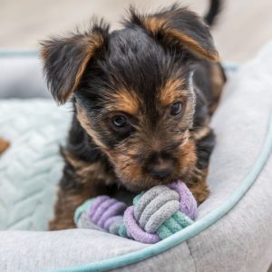 TRIXIE JUNIOR BILANCIERE IN CORDA - immagine 4