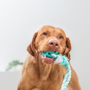 TRIXIE DENTA FUN CORDA GIOCO CON PALLA - immagine 3