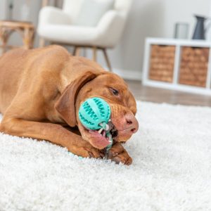 TRIXIE DENTA FUN CORDA GIOCO CON PALLA - immagine 2