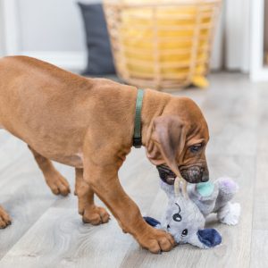 TRIXIE JUNIOR CAGNOLINO - immagine 5