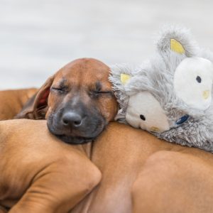 TRAIXIE JUNIOR GIOCO SENZA IMBOTTITURA - immagine 3