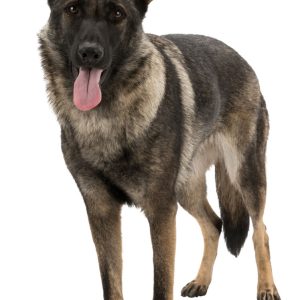 TRIXIE PROTEZIONI PER LE ZAMPE WALKER ACTIVE - immagine 9