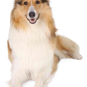 TRIXIE PROTEZIONE PER LE ZAMPE WALKER CARE COMFORT - immagine 4