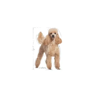 ROYAL CANIN Poodle Adult - immagine 6