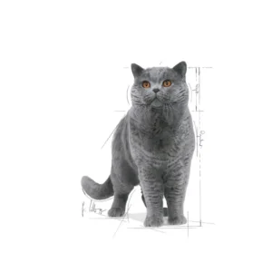 Royal Canin British Shorthair Adult – Bocconcini in Salsa - immagine 4