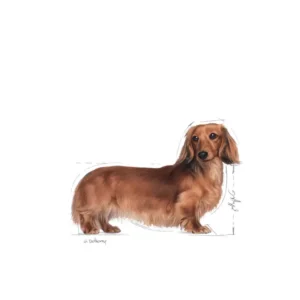 ROYAL CANIN Dachshund Paté Umido Completo per Bassotto - immagine 3