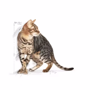 ROYAL CANIN® Outdoor 7+ – Gatti 7–12 anni - immagine 4