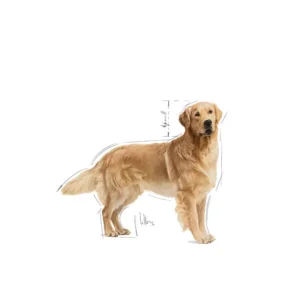 ROYAL CANIN Golden Retriever Adult - immagine 3