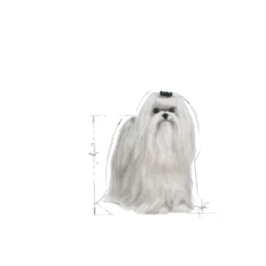 ROYAL CANIN Maltese Adult - immagine 4