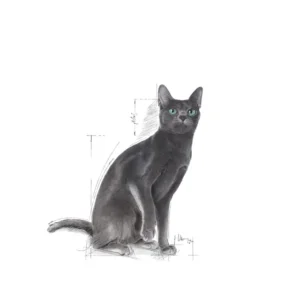 ROYAL CANIN® Sterilised 37 – Alimento secco per gatti sterilizzati - immagine 4