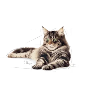 Royal Canin Maine Coon Adult – Fettine in Salsa - immagine 4