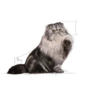 ROYAL CANIN Persian Adult in morbido paté - immagine 4