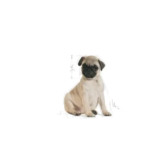 ROYAL CANIN Pug Puppy - immagine 4