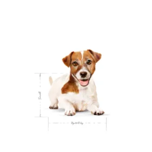 ROYAL CANIN Mini Ageing 12+ Alimento secco per cani anziani di taglia piccola (oltre 12 anni – fino a 10 kg) - immagine 4