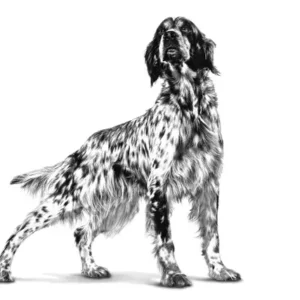 ROYAL CANIN® Renal – Fettine in Salsa - immagine 3