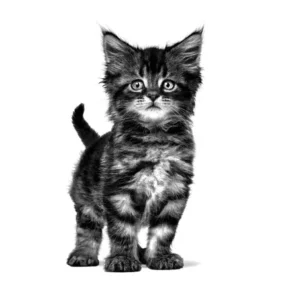 Royal Canin Gastrointestinal Kitten – Alimento Secco per Gattini - immagine 4