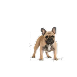 ROYAL CANIN French Bulldog Adult - immagine 4