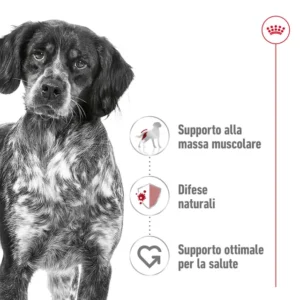 ROYAL CANIN Medium Adult Alimento secco per cani - immagine 5