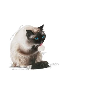 ROYAL CANIN Hairball Care – Alimento secco per gatti adulti - immagine 4