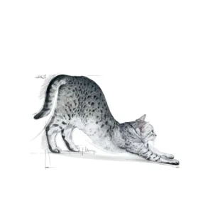 ROYAL CANIN® Indoor 27 – Alimento secco per gatti adulti da casa - immagine 4