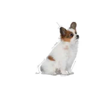 ROYAL CANIN Puppy X-Small Crocchette per Cuccioli di Taglia Piccolissima - immagine 4