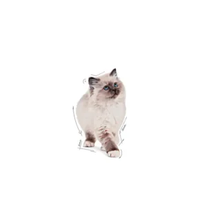 ROYAL CANIN® Kitten in Salsa – Fettine in salsa - immagine 4