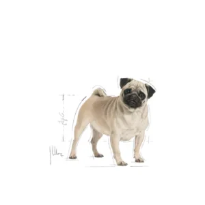 ROYAL CANIN Pug Adult - immagine 4