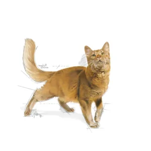 Royal Canin Fit 32 – Alimento secco per gatti adulti - immagine 4