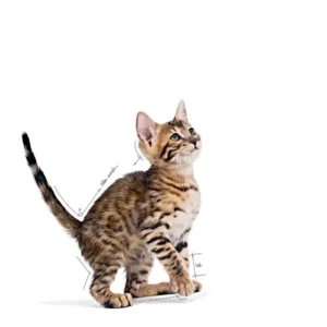 ROYAL CANIN® Kitten Sterilised in Salsa - immagine 4