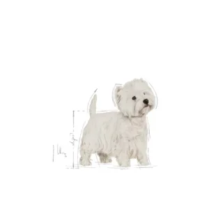 ROYAL CANIN West Highland White Terrier Adult 1,5KG - immagine 4
