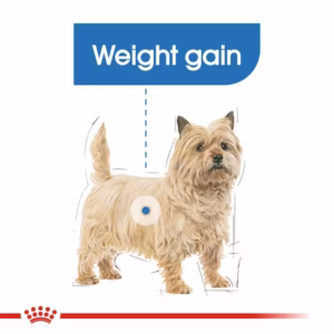 ROYAL CANIN Mini Light Weight Care Crocchette per Cani Piccola Taglia con Tendenza al Sovrappeso - immagine 4