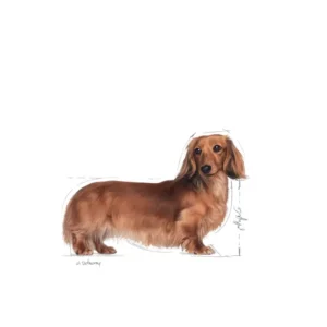 ROYAL CANIN Dachshund Adult - immagine 3