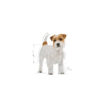 ROYAL CANIN Jack Russel Adult - immagine 4