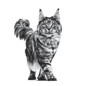 Royal Canin Renal Select – Alimento Secco per Gatti - immagine 3